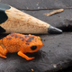 A small frog next to a pencil tip for scale.